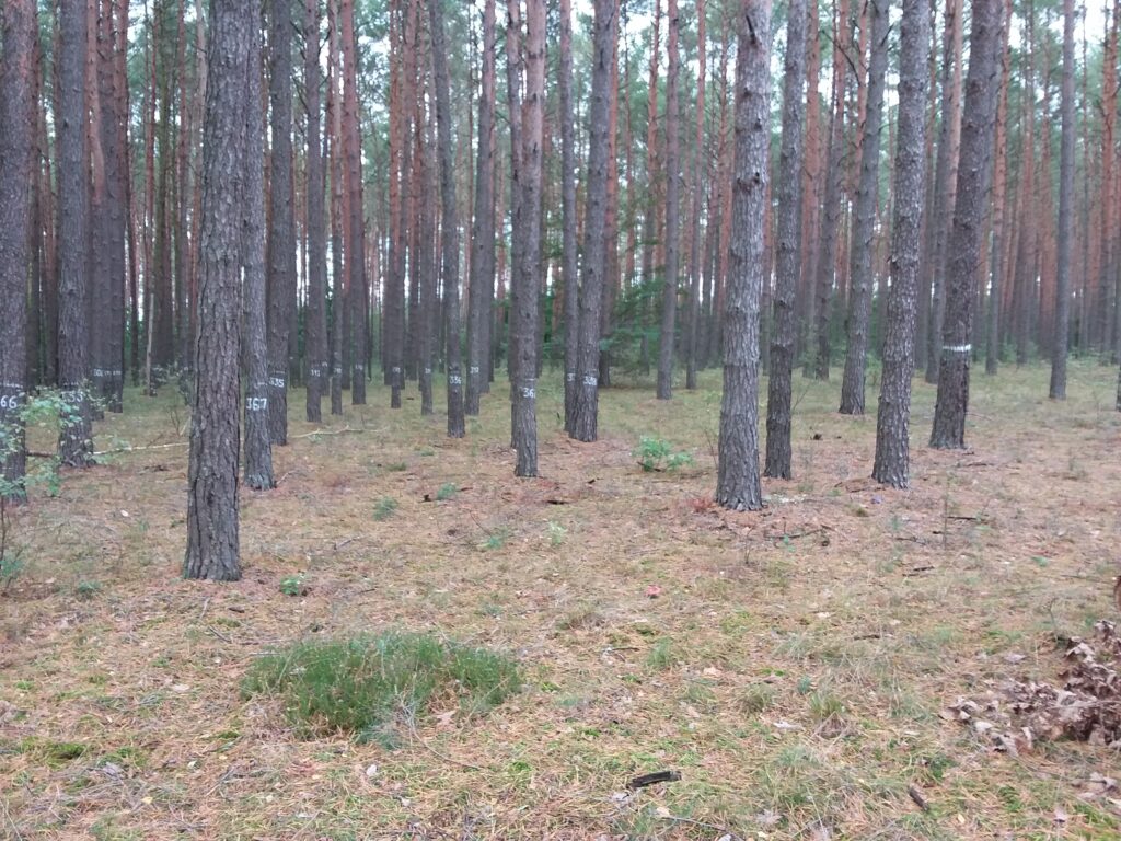 Powierzchnia dendrometryczna