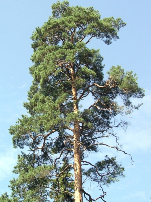 Zdjęcie przedstawiające koronę drzewa przy 15% defoliacji