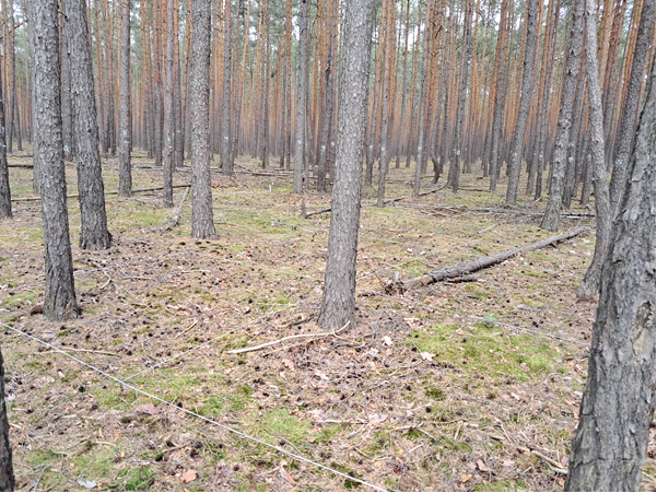 Powierzchnia do badań runa leśnego w drzewostanie sosnowym
