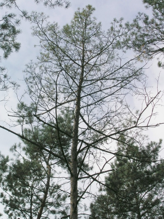 Zdjęcie przedstawiające koronę drzewa przy 90% defoliacji