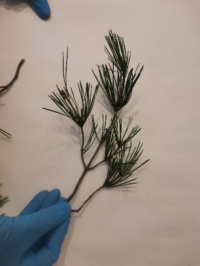 Próbki materiału roślinnego po przyjęciu do laboratorium.