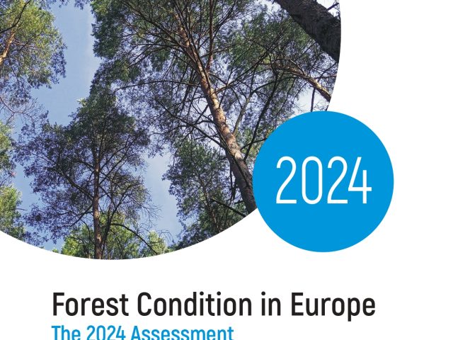Opublikowano raport „Forest Condition in Europe. The 2024 Assessment”