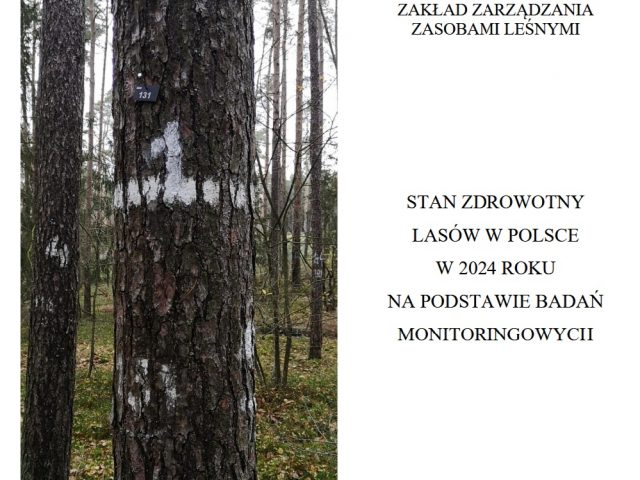 Kondycja zdrowotna drzewostanów w 2024 r. pozostaje stabilna