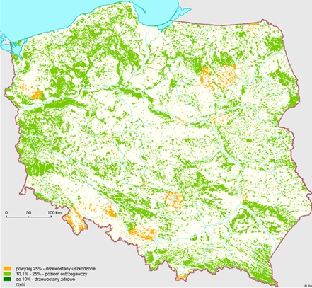 Defoliacja drzew na stałych powierzchniach obserwacyjnych z wyróżnieniem 3 klas defoliacji w 2024 roku. Kolorem pomarańczowym oznaczono drzewostany uszkodzone, których defoliacja wynosi powyżej 25%, kolorem jasnozielonym - drzewostany, których defoliacja wynosi od 10,1% do 25% (poziom ostrzegawczy), a kolorem ciemnozielonym - drzewostany zdrowe z defoliacją do 10%. Niebieskimi liniami oznaczono rzeki.
